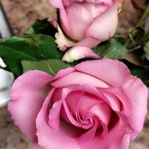 Meet your Posher, Karinna